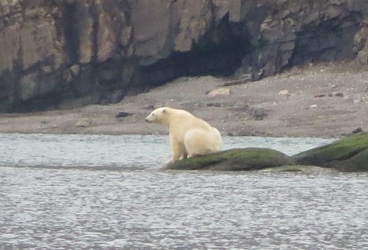 Blue Planet Odyssey, polar bear Blue Planet Odyssey, polar bear