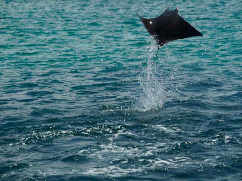 Jumping ray