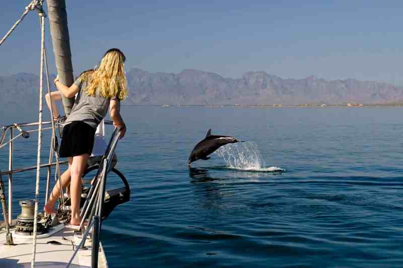 dolphin-spotting