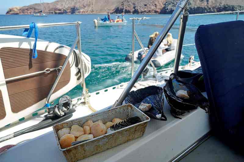 shellfish