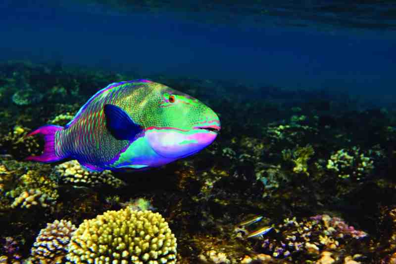 Bicolor bicolour parrot fish parrotfish CETOSCARUS BICOLOR reef RED SEA Sharm El Sheikh EGYPT On Barbuda, the Blue Halo Initiative created protective zones at coral reefs so parrotfish can feed undisturbed on algae, keeping its growth low and the reefs resilient.