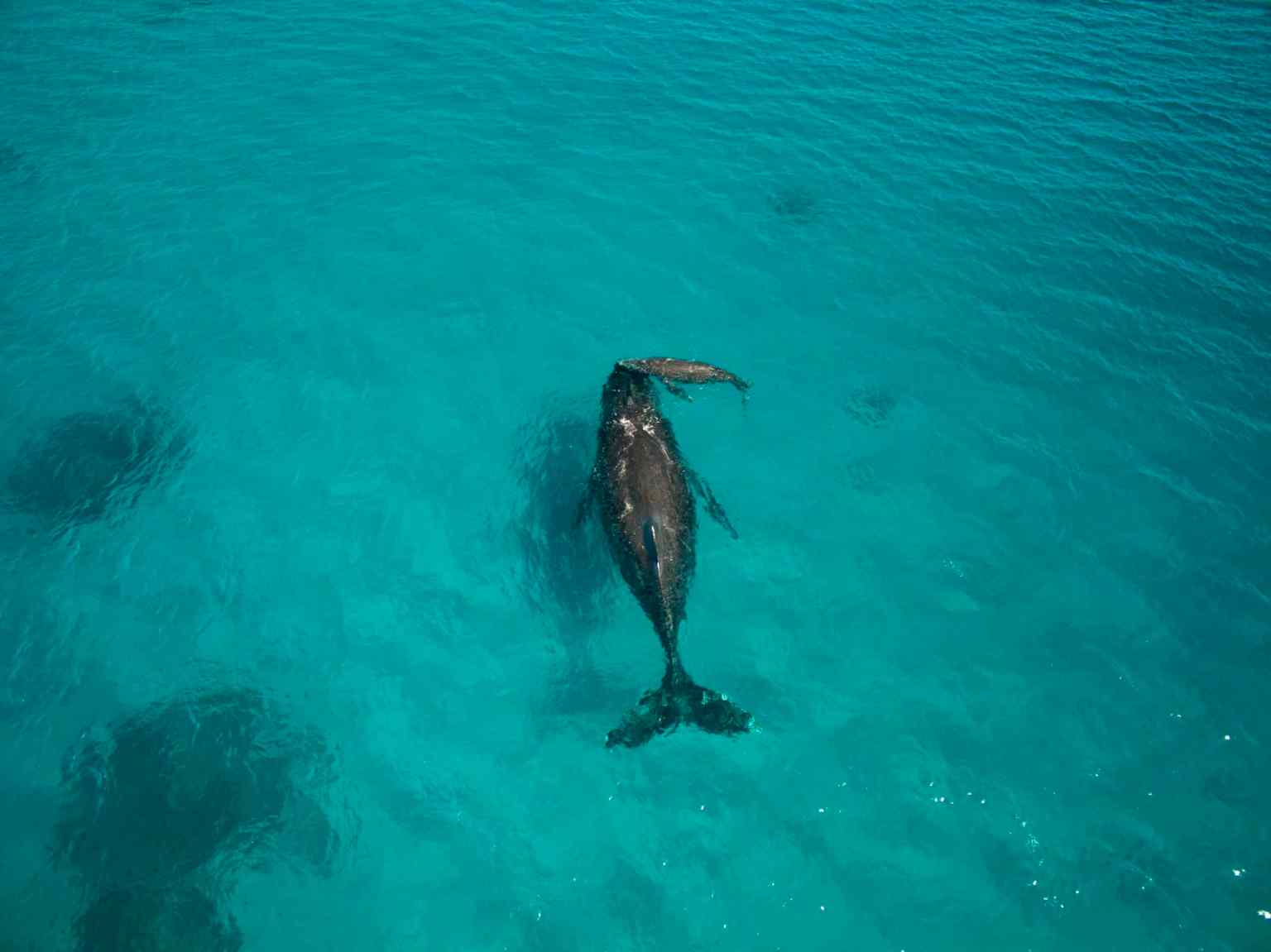 whales