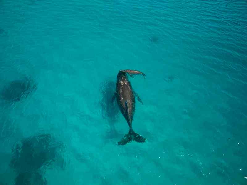 whales