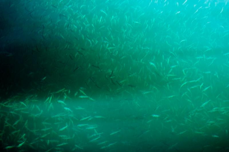 baitfish