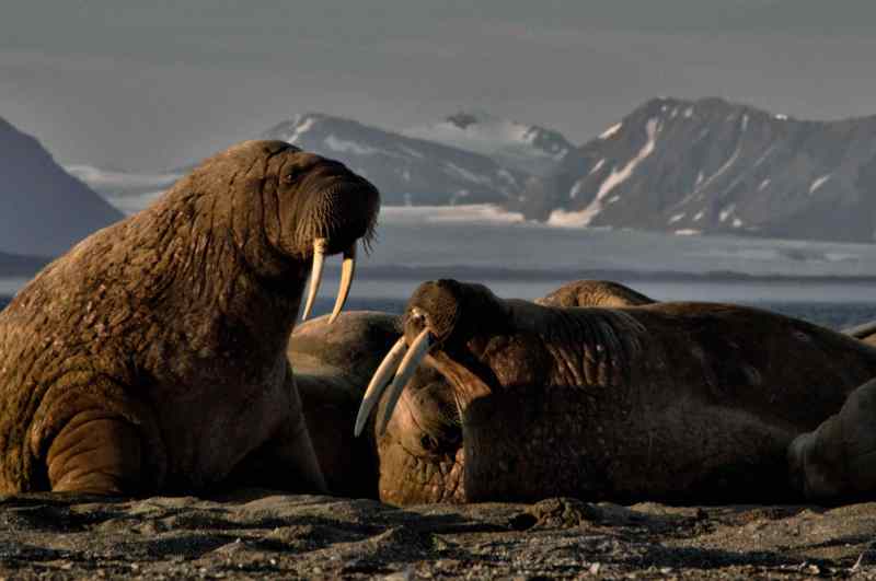 Walruses lounge on the beach in Poolepynten.
