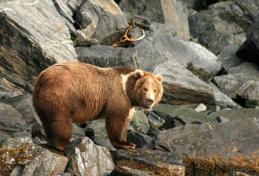 Wildlife flourishes, bot at sea and ashore. In our Canadian Pacific travels, we spotted countless bald eagles, antlered moose, and, when lucky, the occasional bear.