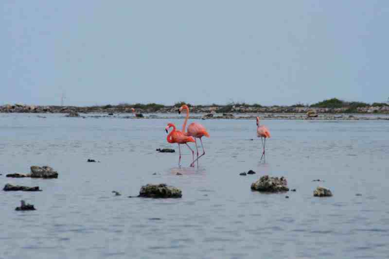 Bonaire Flamingos