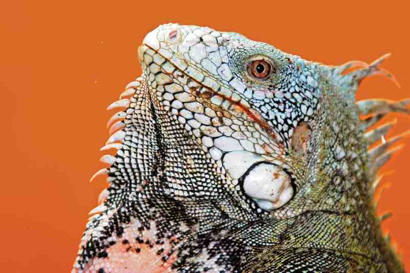 Bonaire Iguana