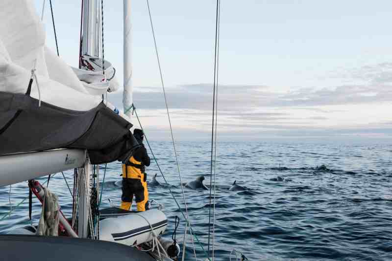 Encountering a pod of pilot whales outside Andenes in Vesterålen.