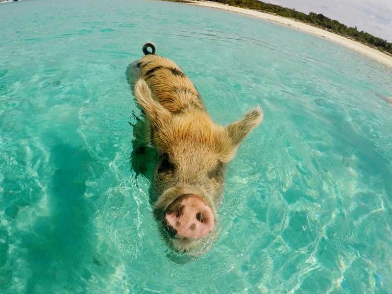 swimming pig