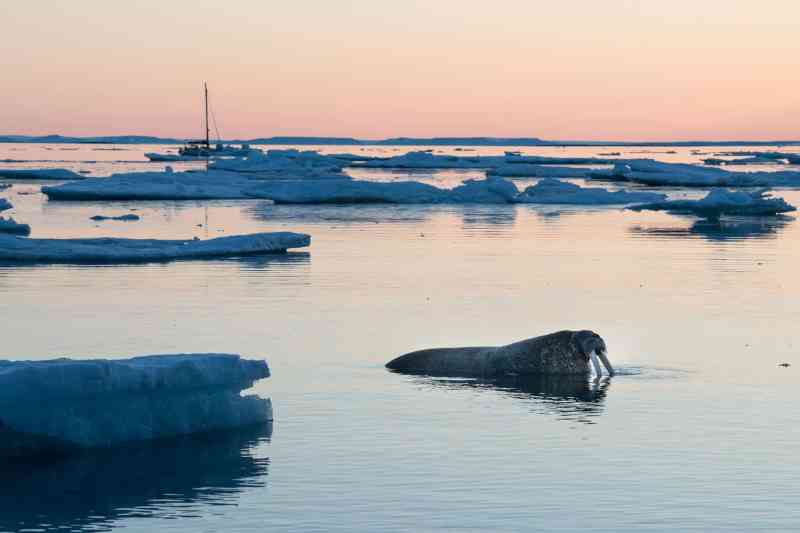 A walrus in the shallows at Kapp Lee, with Barba at anchor in the background.