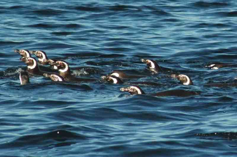 Any day you see penguins is a good day.  These are Magellanic penguins,
Spheniscus magellanicus.