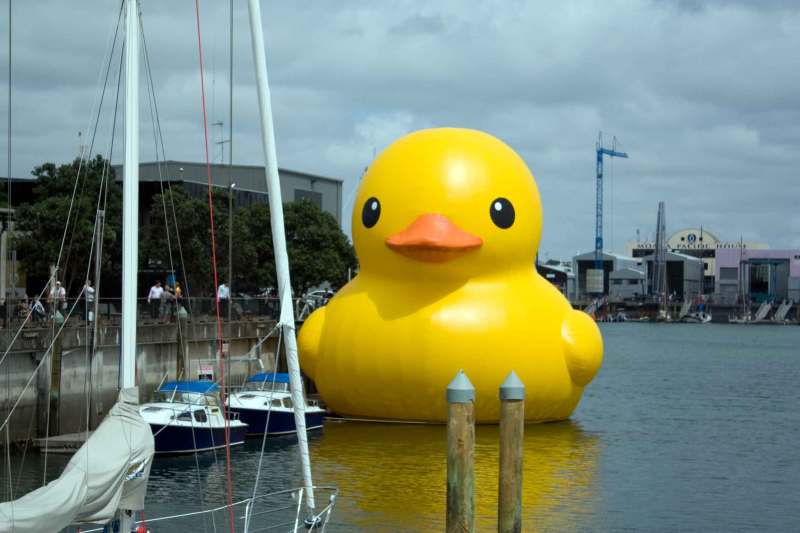 the duck What's up, Duck?