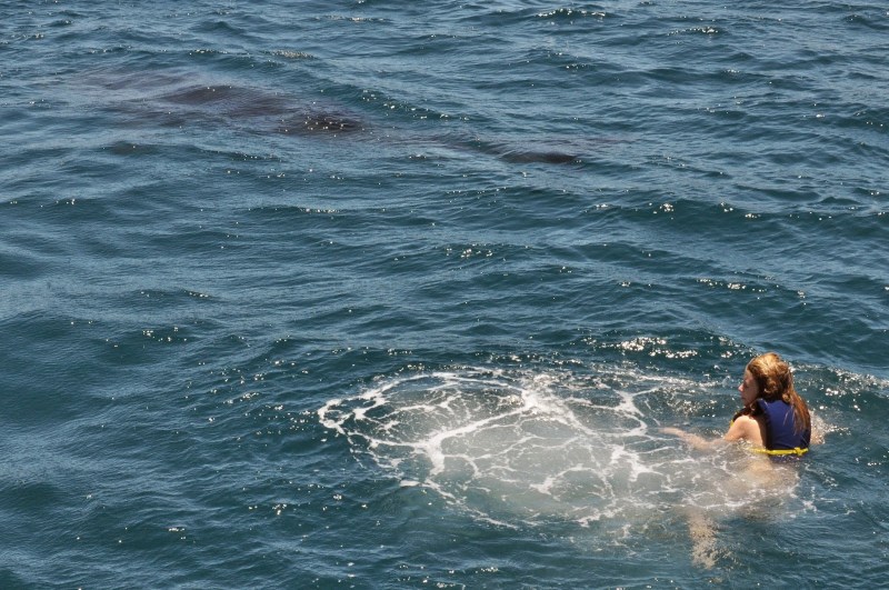 Del Viento, Eleanor with whale shark Del Viento, Eleanor with whale shark