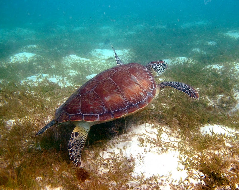Sea Turtles