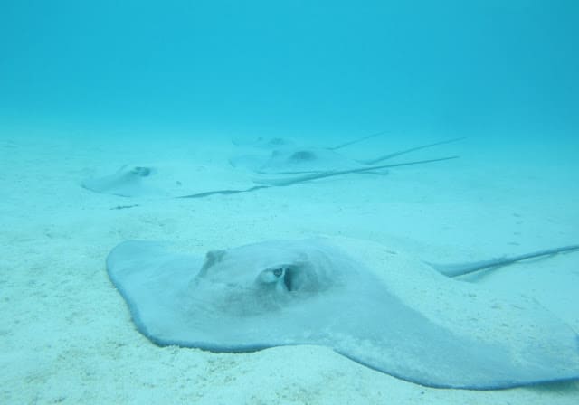 The stingrays sit like parked cars.
