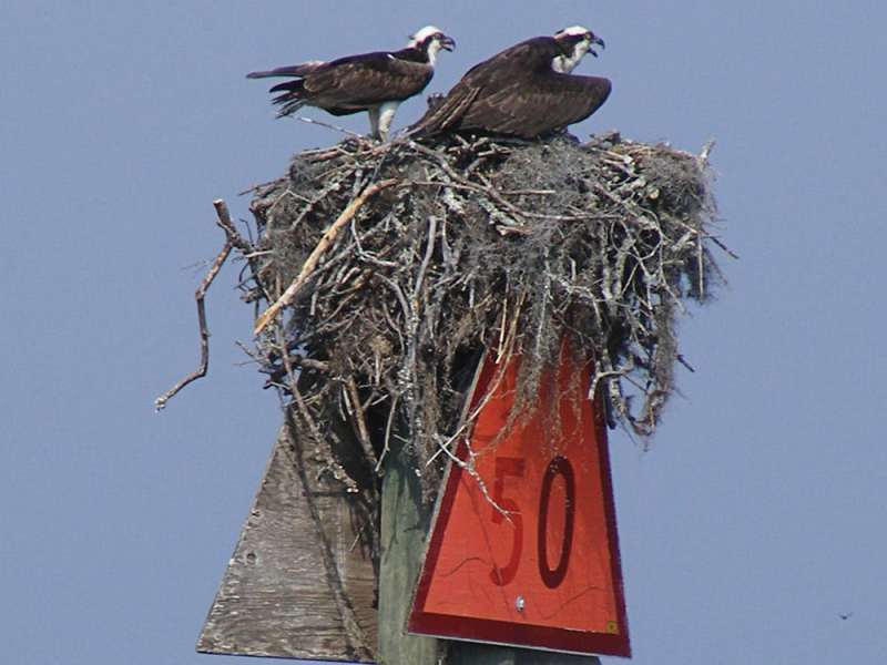 Osprey
