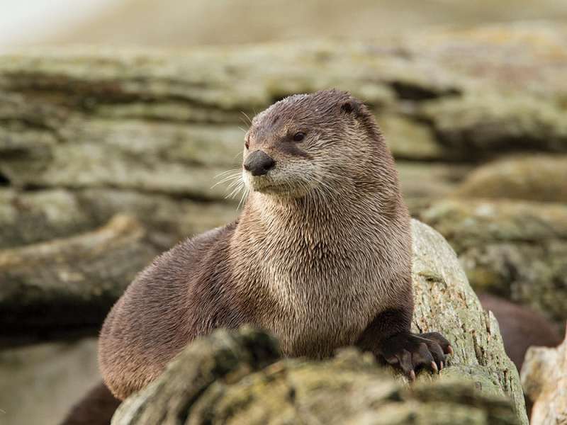 North American river otter, Lontra canadensis, Victoria, BC, Canada E1TNC4 North American river otter, Lontra canadensis, Victoria, BC, Canada