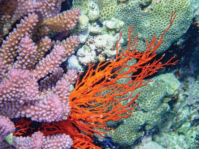 Pink cauliflower coral (Pocillopora meandrina) shares room with fiery crust coral (Leptastrea).
