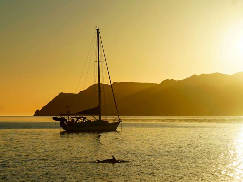 Dolphins fishing