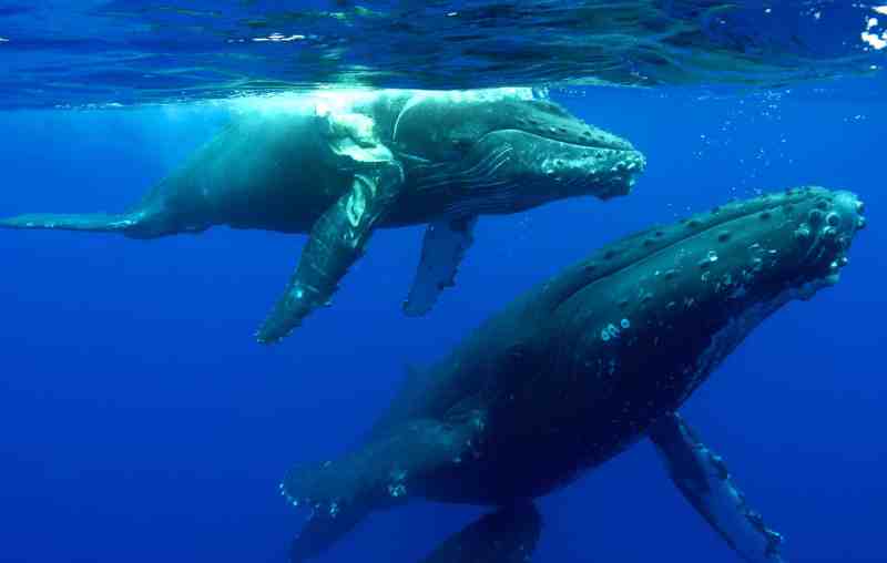 whales