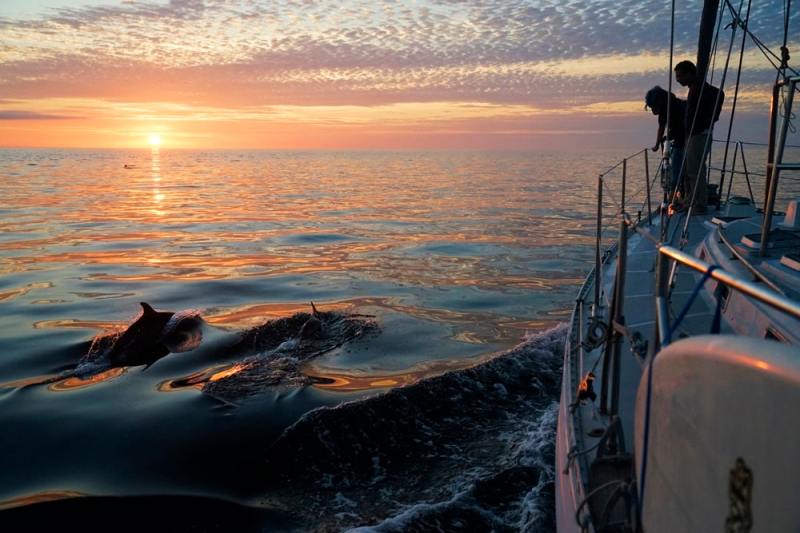 sunset with dolphins