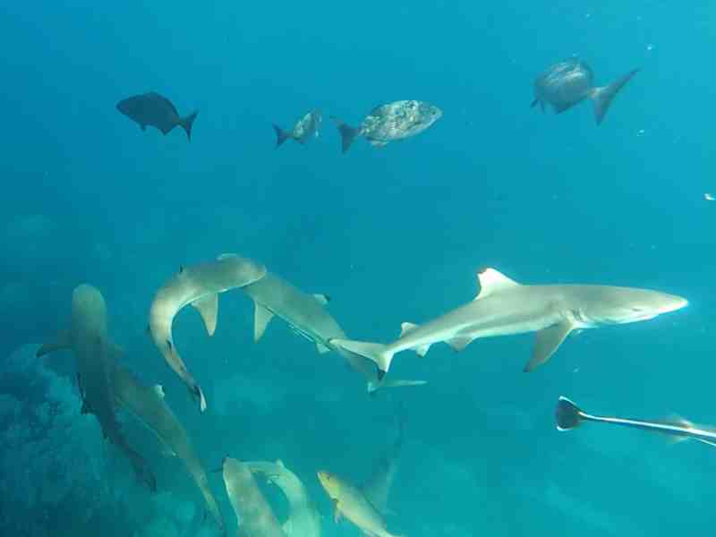 Chagos