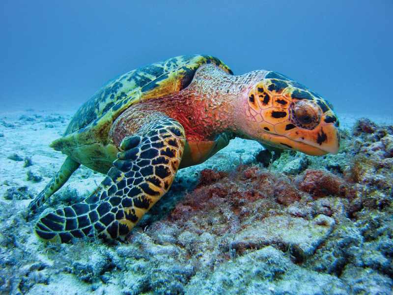 Green turtle