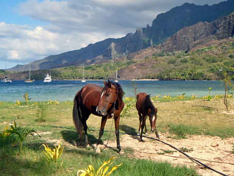 1Horse Anaho Bay