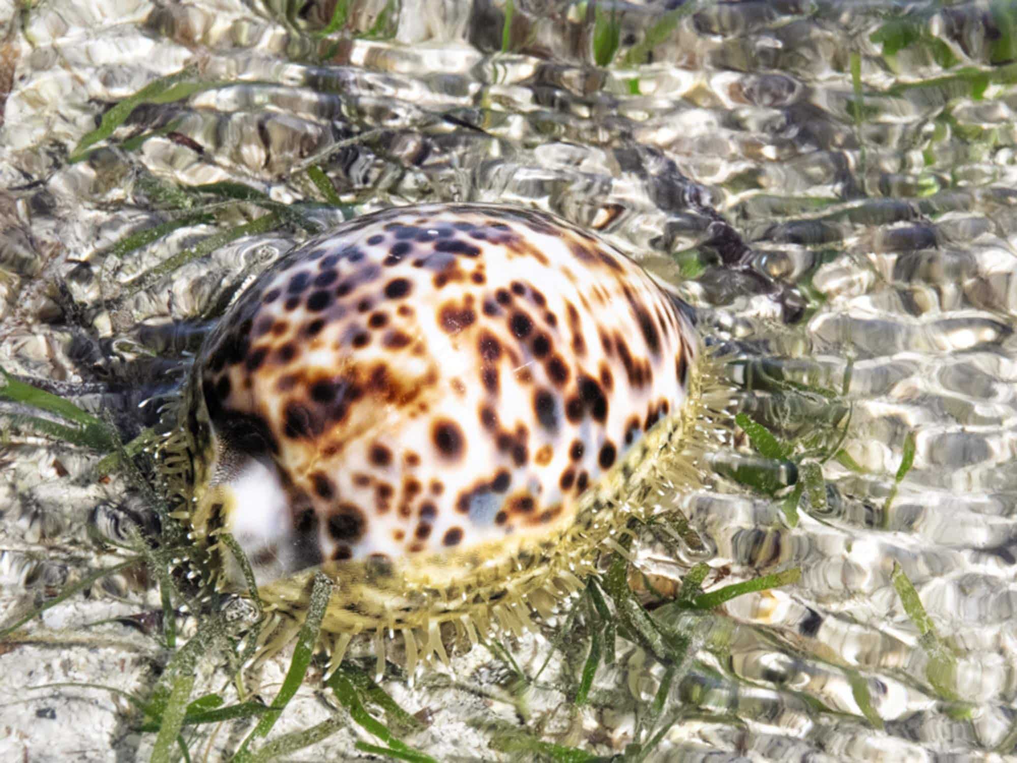Connecting to the Natural World Through Rare Shells