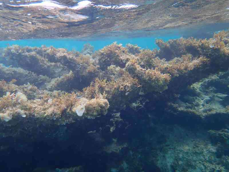 Dead coral