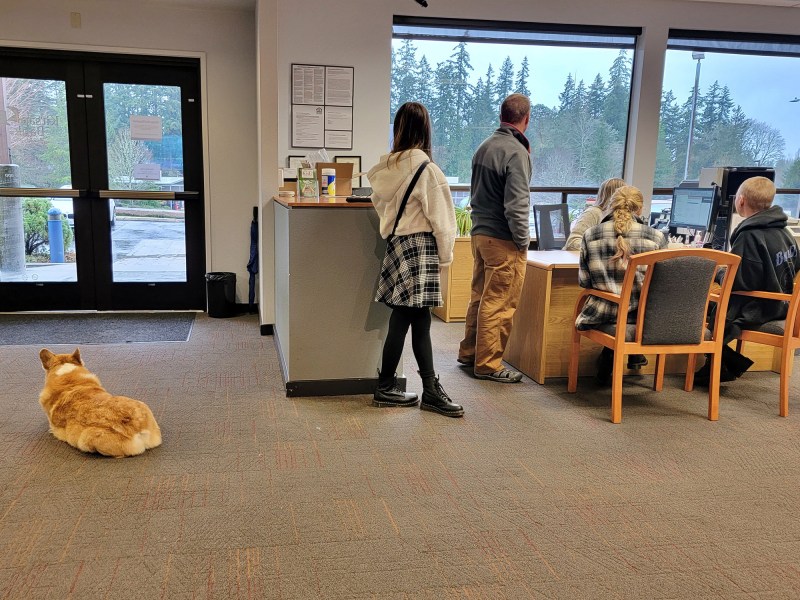 Corgi at Kitsap Bank