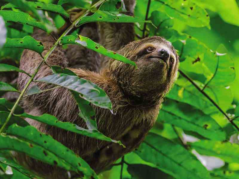 sloth-cruising Sloth in a tree