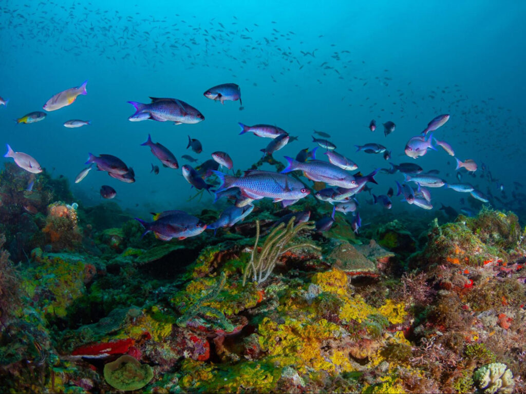 School of creole wrasse