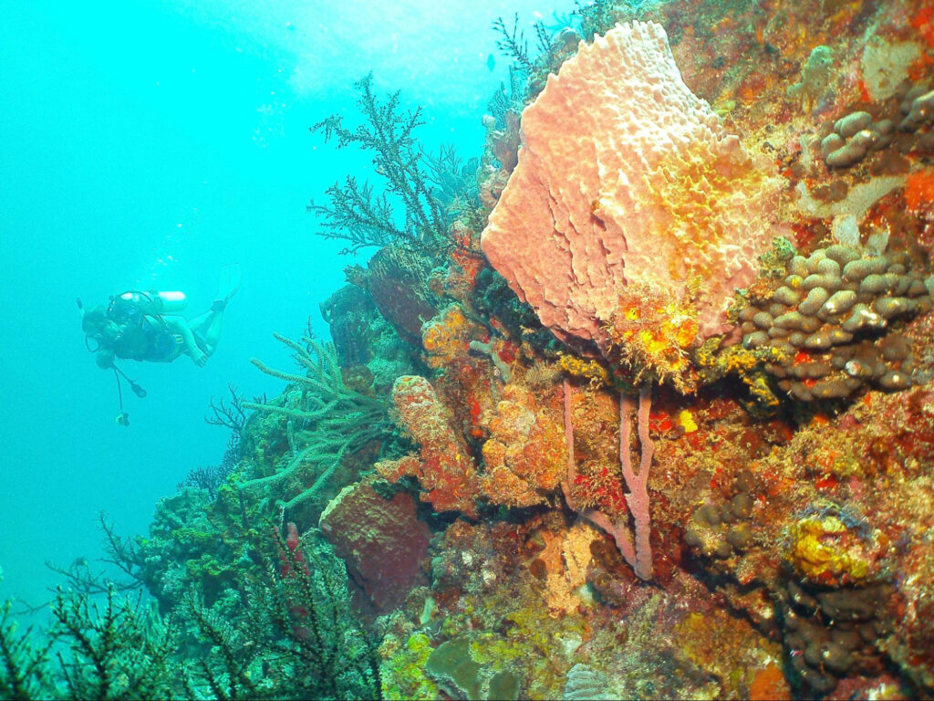 Scuba diving near a coral reef