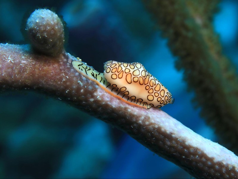 flamingo tongue snail
