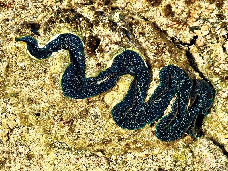 giant clam