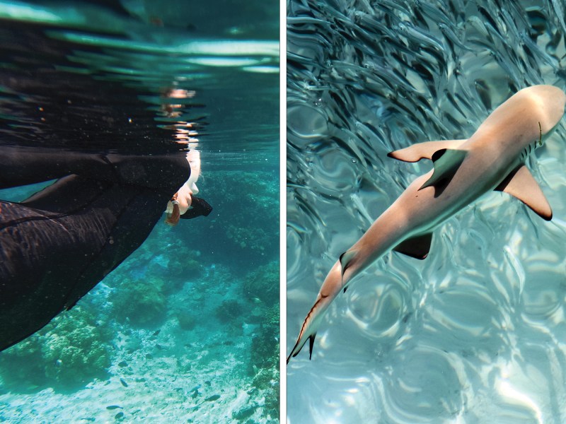 Diving with sharks composite