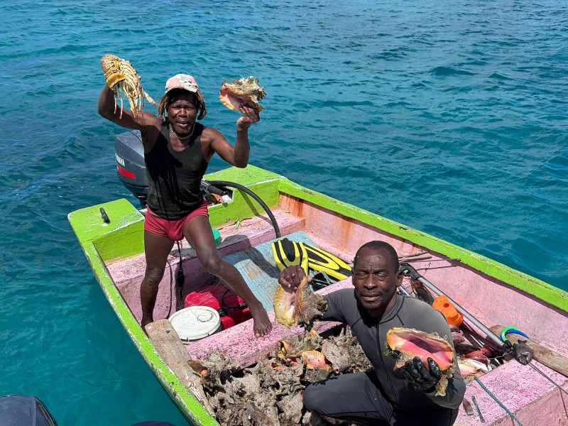 Conch for sale