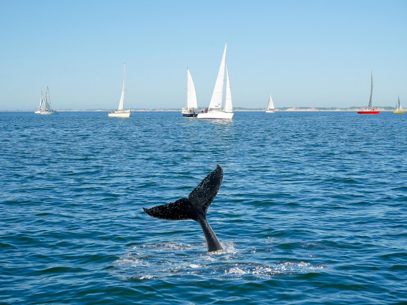 Humpback whale tail and sailing boat on background Humpback whale tail and sailboats in background