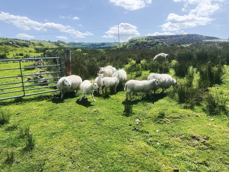 Sheep in Scotland
