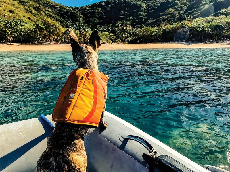 Dog on a boat