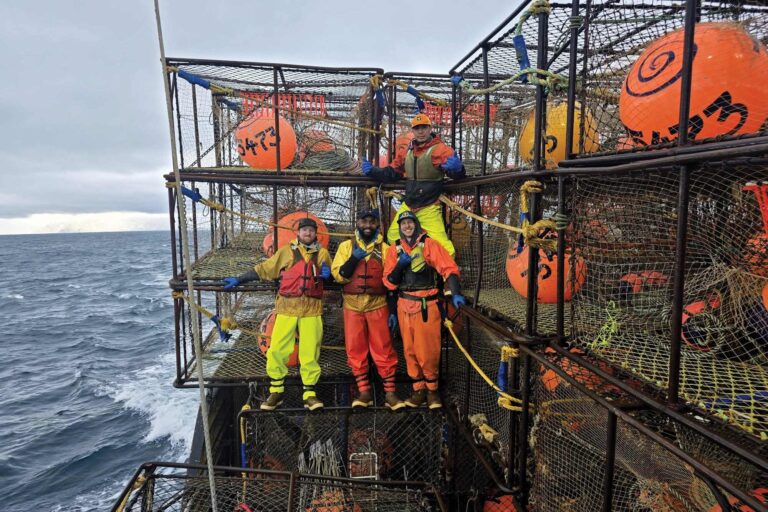 cod hauls in the Bering Sea