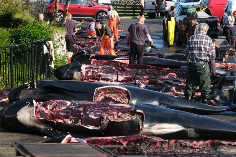 Whale battlefield