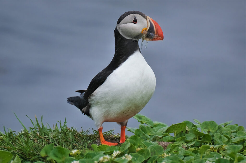 Puffin