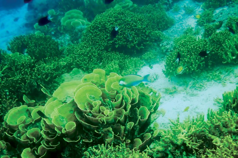 coral reef