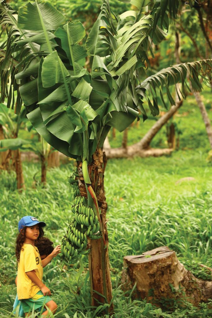Traditional farming techniques at Belmont Estate