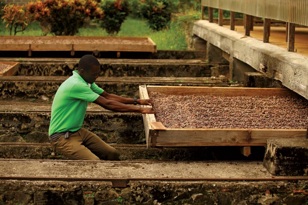 Seeing cacao beans drying through traditional farming