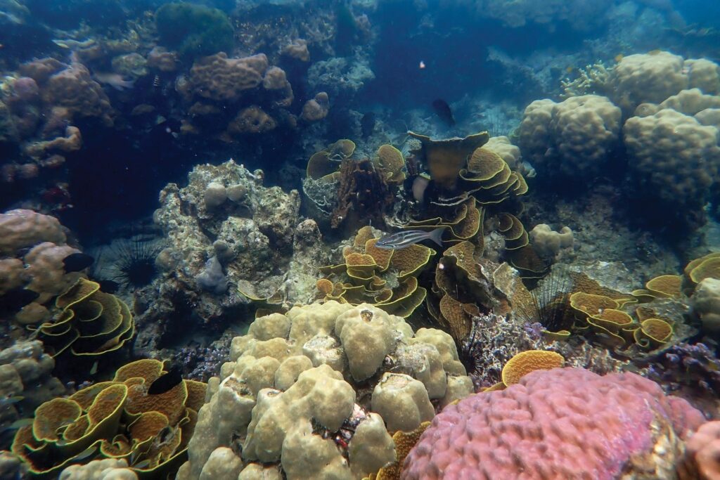 Bougainville coral reef