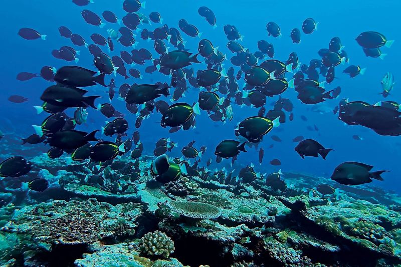 Kosrae Outer Reef